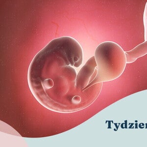 6. tydzień ciąży 6. tydzień ciąży