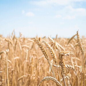 Golden wheat field under a bright blue sky.