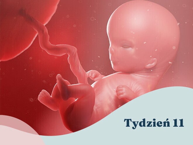 11. tydzień ciąży
