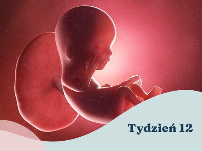 12. tydzień ciąży