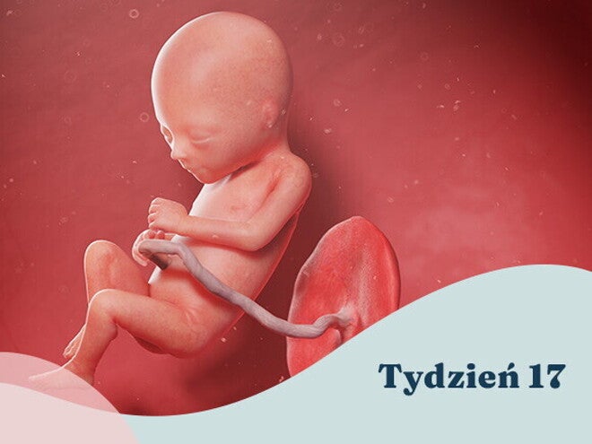 17. tydzień ciąży