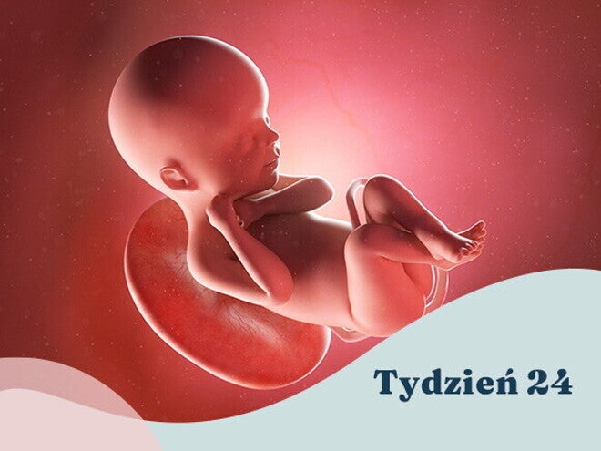 24. tydzień ciąży