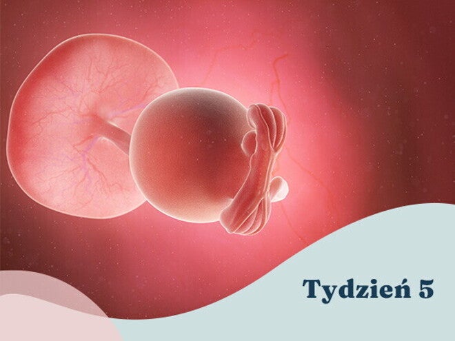 5. tydzień ciąży