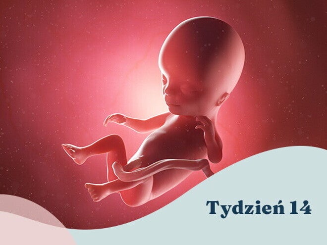14. tydzień ciąży