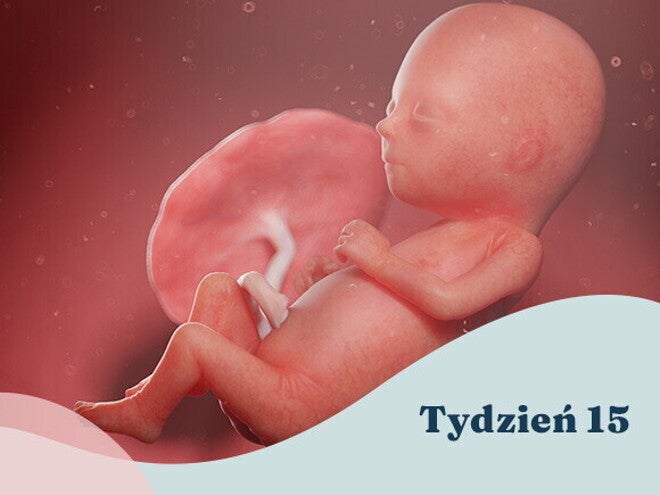 15. tydzień ciąży