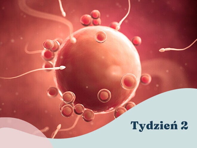 2. tydzień ciąży 2. tydzień ciąży