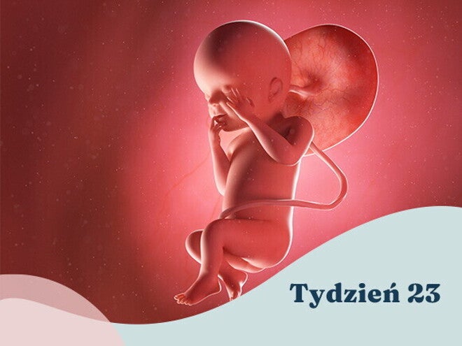 23. tydzień ciąży