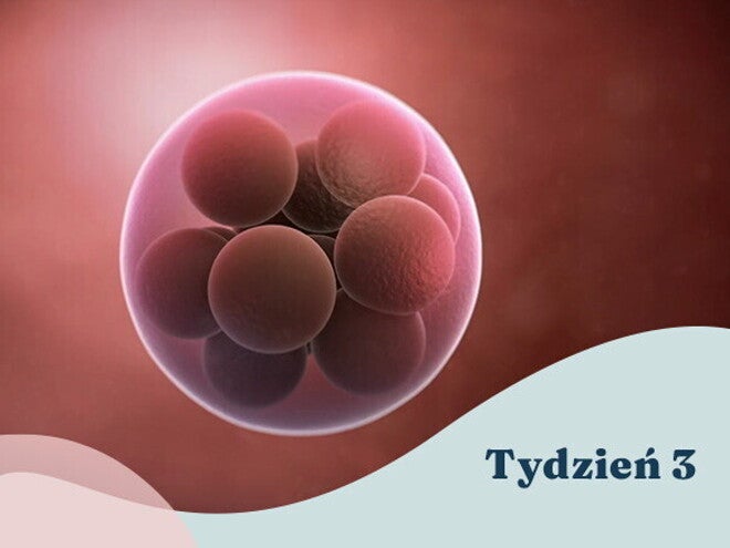 3. tydzień ciąży