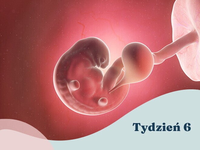 6. tydzień ciąży