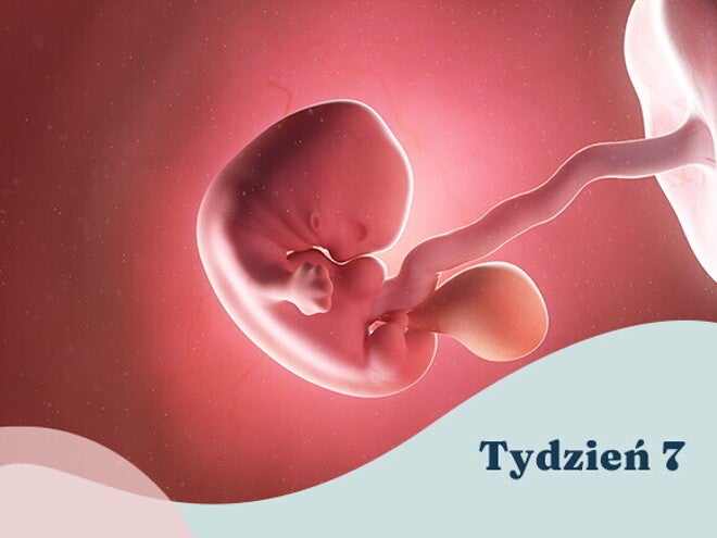 7. tydzień ciąży