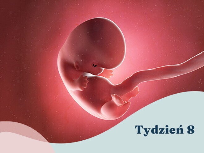 8. tydzień ciąży