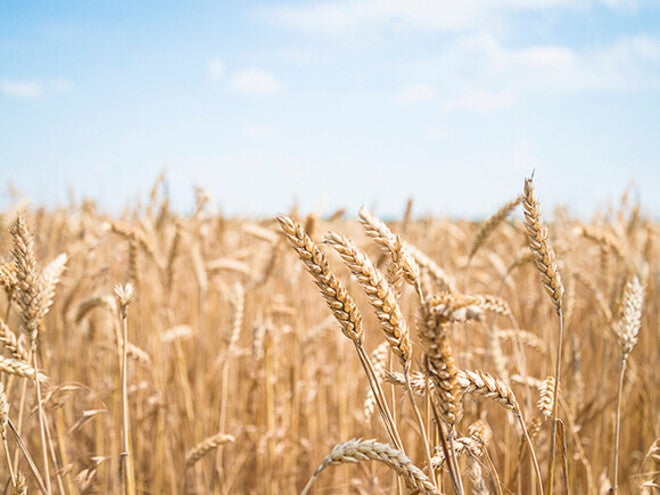 Golden wheat field under a bright blue sky.