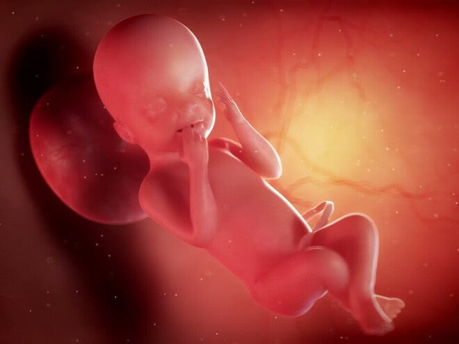 Nestlé FamilyNes: 23. tydzień ciąży – Kalendarz ciąży