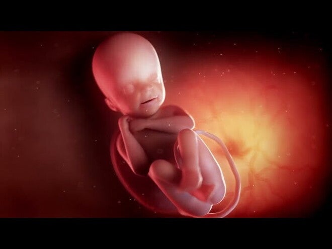 Nestlé FamilyNes: 24. tydzień ciąży – Kalendarz ciąży