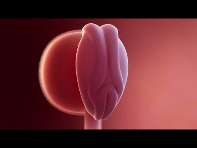 Nestlé FamilyNes: 4. tydzień ciąży – Kalendarz ciąży