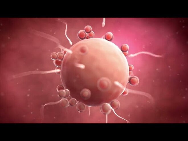 Nestlé FamilyNes: 2. tydzień ciąży – Kalendarz ciąży