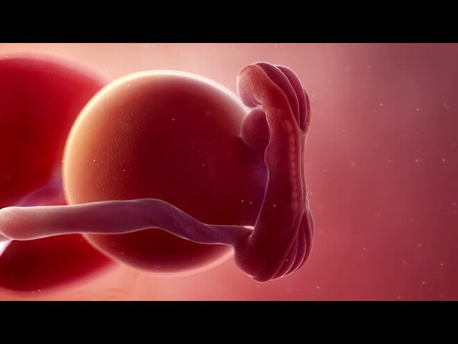 Nestlé FamilyNes: 5. tydzień ciąży – Kalendarz ciąży