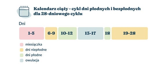 Cykl dni płodnych i bezpłodnych