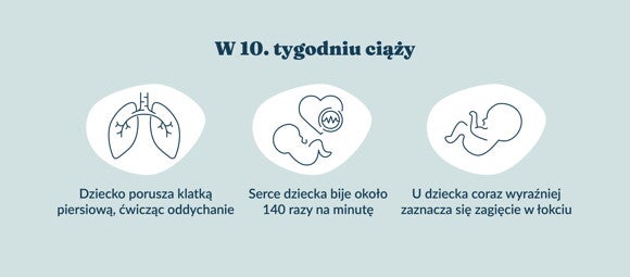 Płód w 10 tygodniu ciąży