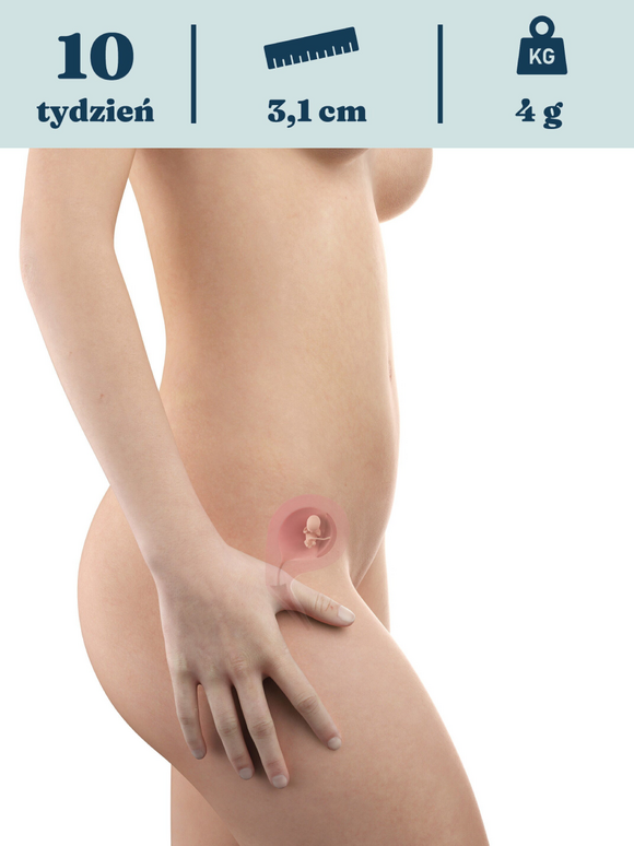Rozwój dziecka – 10. tydzień ciąży