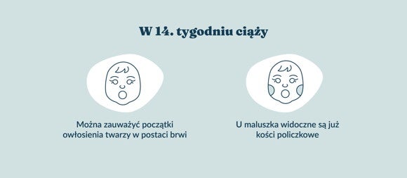 Rozwój dziecka – 14. tydzień ciąży