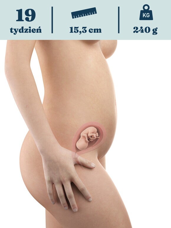 Rozwój dziecka – 19. tydzień ciąży