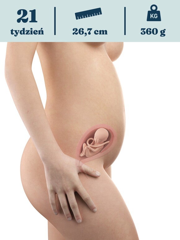 Rozwój dziecka – 21. tydzień ciąży