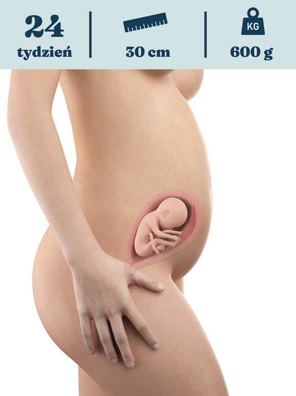 Rozwój dziecka – 24. tydzień ciąży