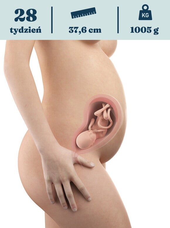 28. tydzień ciąży – rozwój mózgu dziecka