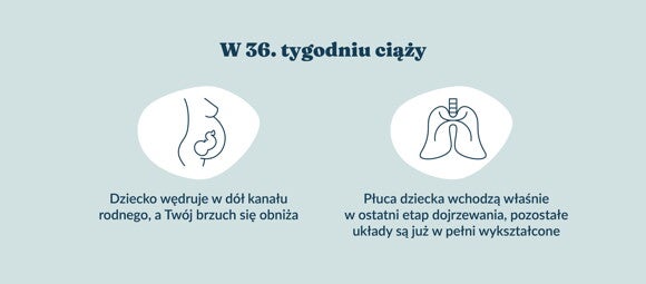 fetus in the 36th week of pregnancy