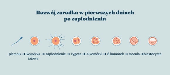 Rozwój ludzkiego zarodka