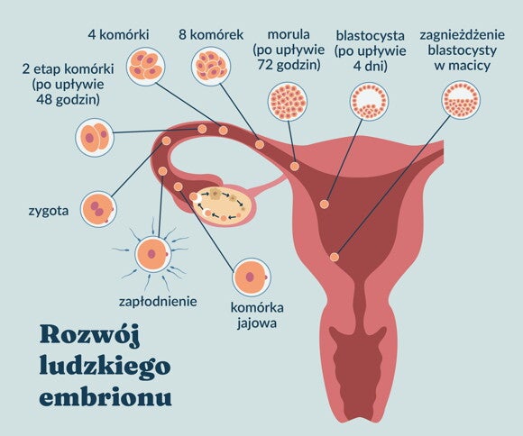 Rozwój ludzkiego embrionu