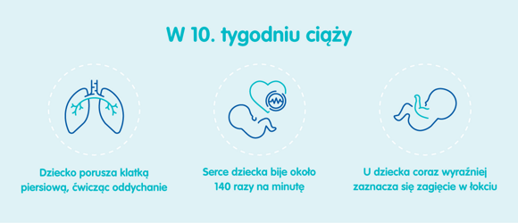Płód w 10 tygodniu ciąży Płód w 10 tygodniu ciąży