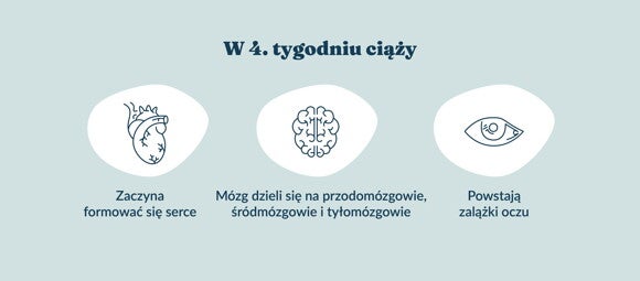 Płód w 4 tygodniu ciąży