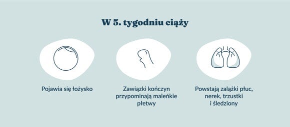 Płód w 5 tygodniu ciąży
