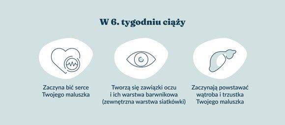 Rozwój dziecka – 6. tydzień ciąży