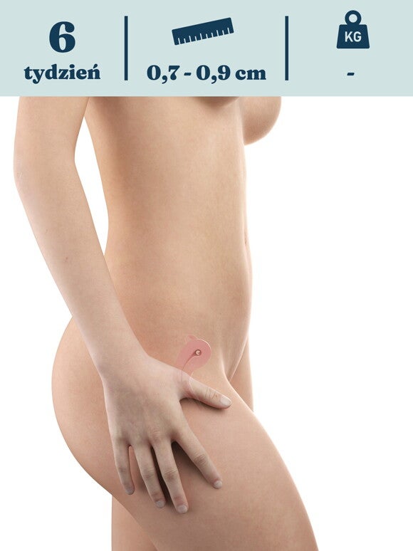 Rozwój dziecka – 6. tydzień ciąży