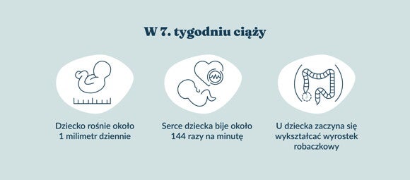 Płód w 7 tygodniu ciąży