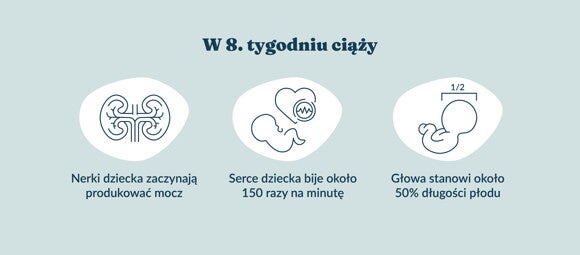 Płód w 8 tygodniu ciąży