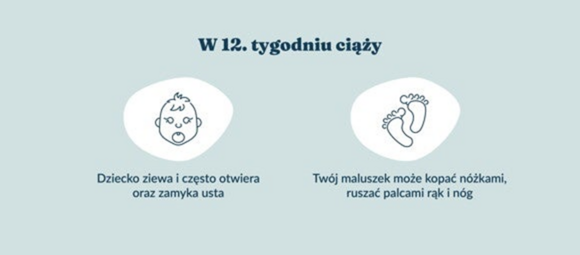 Płód w 12 tygodniu ciąży