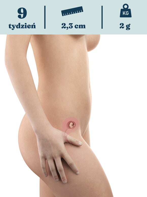 Rozwój dziecka – 9. tydzień ciąży