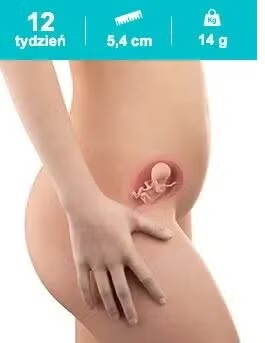 Rozwój dziecka – 12. tydzień ciąży