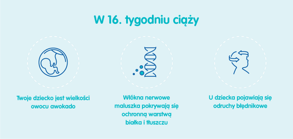 Rozwój dziecka – 16. tydzień ciąży Rozwój dziecka – 16. tydzień ciąży