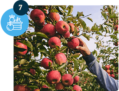 Dojrzałe jabłka na drzewie