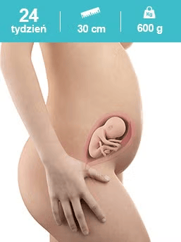 Rozwój dziecka – 24. tydzień ciąży