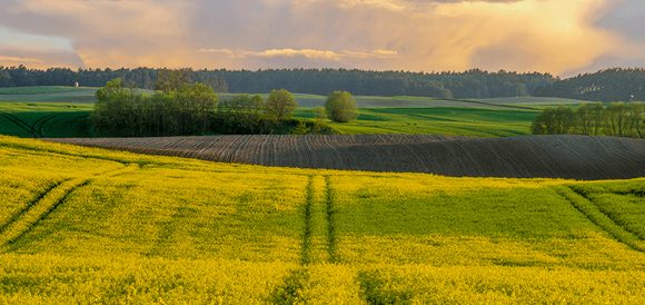 field field