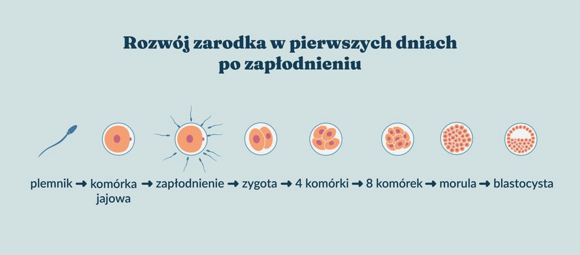 Rozwój ludzkiego zarodka
