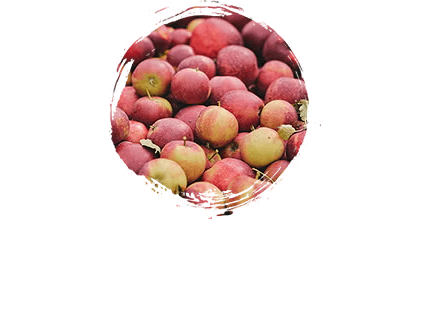 Jabłka Jabłka