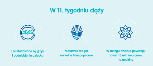 11. tydzień ciąży