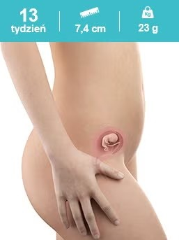 Dziecko w 13 tygodniu ciąży Dziecko w 13 tygodniu ciąży